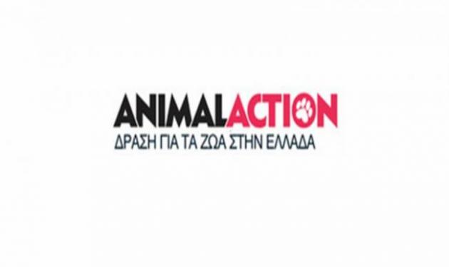 Πρόγραμμα δωρεάν στειρώσεων αδέσποτων γάτων στην Αθήνα για τα μέλη της Animal Action