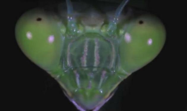 Αυτά είναι τα πιο περίεργα έντομα που έχεις δει! Βίντεο
