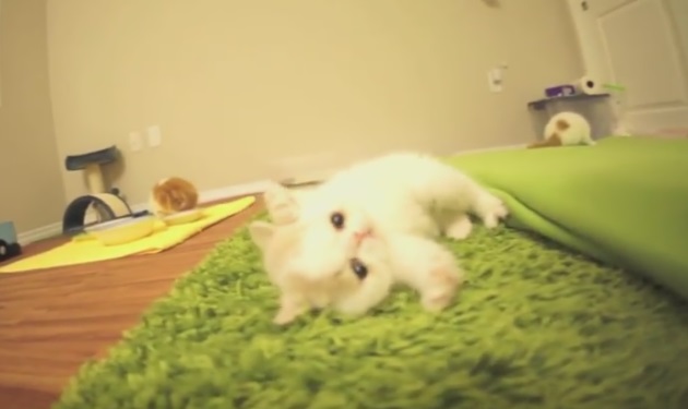 Αυτό το γατάκι είναι… σταρ! Βίντεο