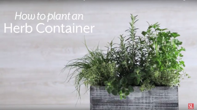 Δες πώς θα φτιάξεις ένα φυτώριο με μυρωδικά!