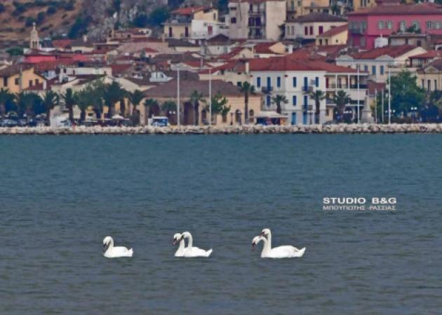 Οι πανέμορφοι κύκνοι που έκλεψαν τα βλέμματα στο Ναύπλιο [vid]