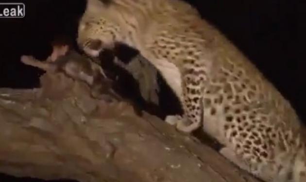 Όταν η λεοπάρδαλη ανακάλυψε μωρό μπαμπουίνο στο άψυχο κουφάρι της μαμάς του! – video