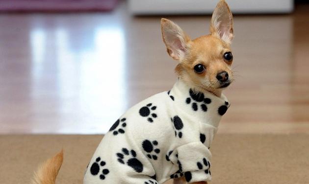 Αυτός είναι ο πιο καλοντυμένος σκύλος της Βρετανίας! Έχει πάνω από 1500 κοστούμια!