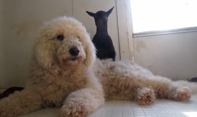 Μια ξεχωριστή φιλία ανάμεσα σε ένα σκύλο κι ένα κατσικάκι! Βίντεο