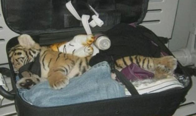 Είχε στην τσάντα της μία τίγρη!