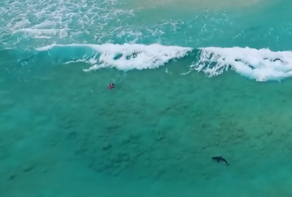 Καρχαρίας πλησιάζει επικίνδυνα… ανυποψίαστο σέρφερ! Video
