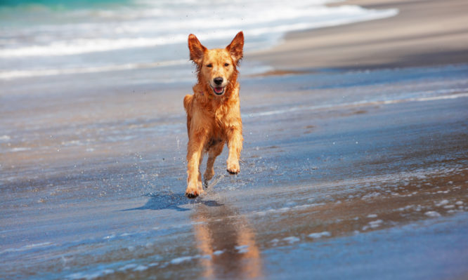 Σκύλος και θάλασσα: Τι πρέπει να προσέχεις όταν πηγαίνετε μαζί στην παραλία