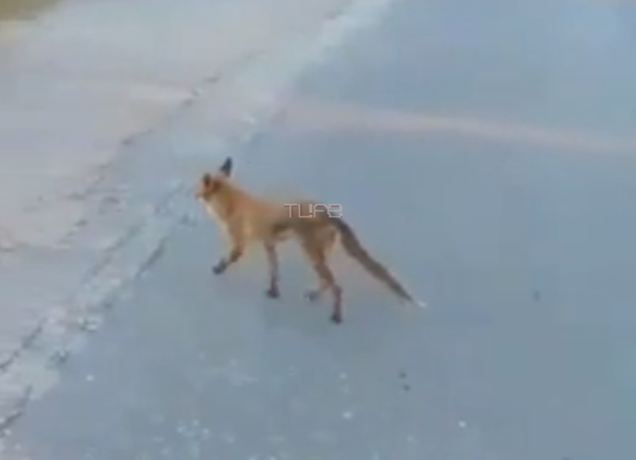 Καραντίνα: Μια αλεπού έκανε τη βόλτα της στους δρόμους της Αγίας Παρασκευής! Βίντεο