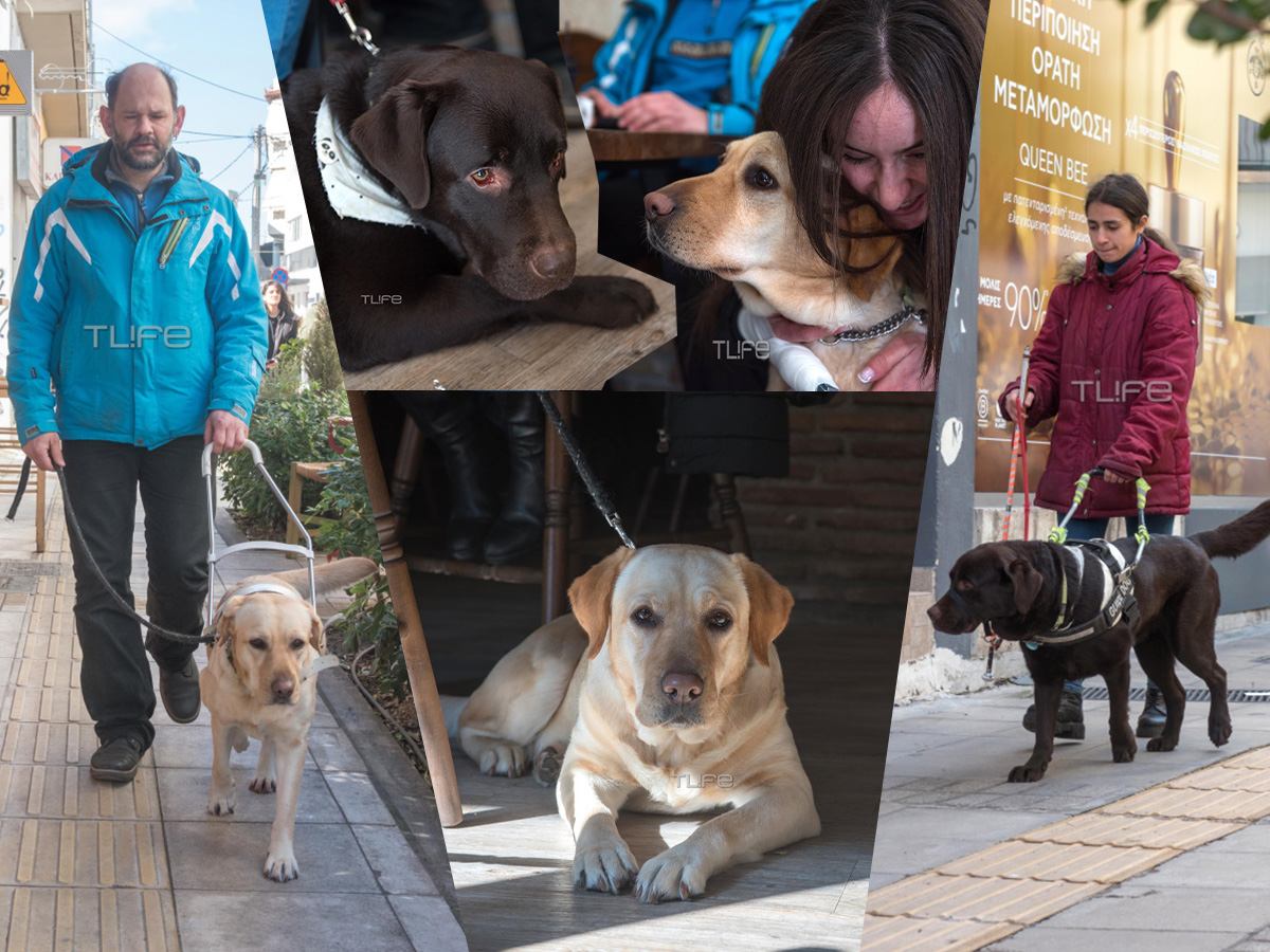 Liberty guide dogs: Η μη κερδοσκοπική ομάδα που κάνει τους σκύλους «τα μάτια» ατόμων με οπτικές αναπηρίες