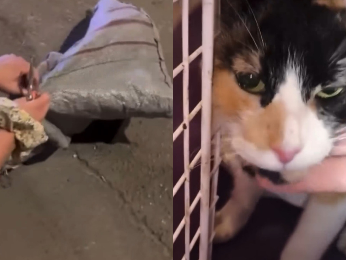 Καμίνια: Άγνωστοι έκλεισαν γάτα μέσα σε τσουβάλι – Έκκληση να βρεθούν οι υπαίτιοι